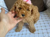 Poodle ayarında aşılı maltipo ırk ve sağlık garantili