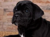 Safkan Cane Corso Yavrular