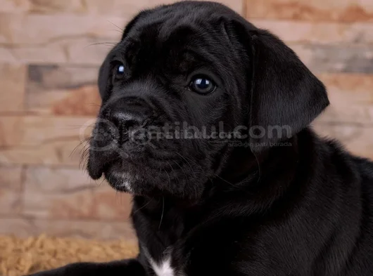 Safkan Cane Corso Yavrular görsel