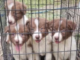 Safkan Border collie yavrular