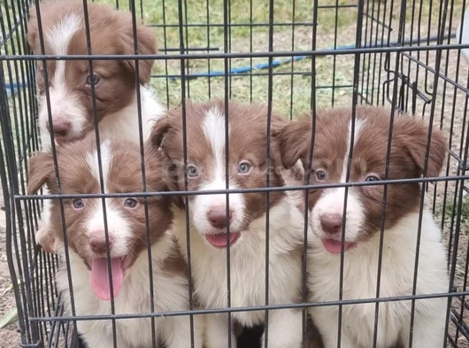 Safkan Border Collie Yavrular