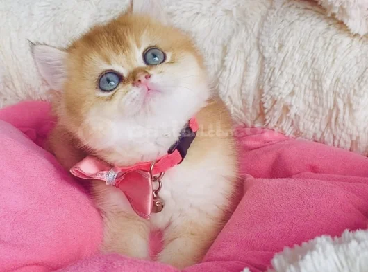 Scr Li Anne Babadan Golden Ny12 Brıtısh Shorthair Yavrularım görsel