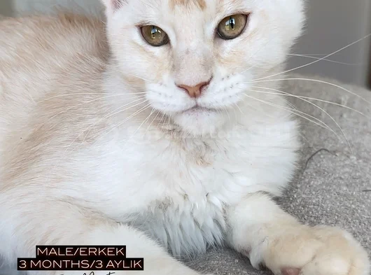 Türkiyenin Her Yerine Teslim Anne Baba Şampiyon görsel