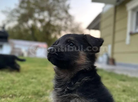Irk Garantili Alman Kurdu Yavrularım görsel