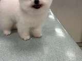 Oyuncak Gibi A Kalite Pomeranian – Yuvasını Arıyor
