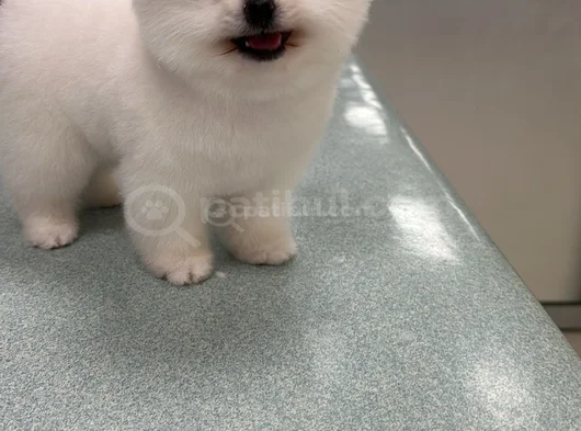 Oyuncak Gibi A Kalite Pomeranian – Yuvasını Arıyor görsel