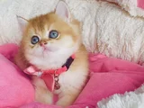 Scr Li Anne Babadan Golden Ny12 Brıtısh Shorthair Yavrularım
