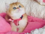 Scr Li Anne Babadan Golden Ny12 Brıtısh Shorthair Yavrularım