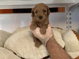 Gerçek Tea Cup Red Toy Poodle Yavrulari