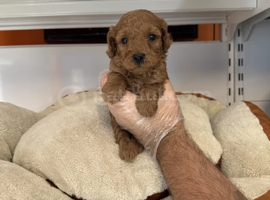 Gerçek Tea Cup Red Toy Poodle Yavrulari görsel