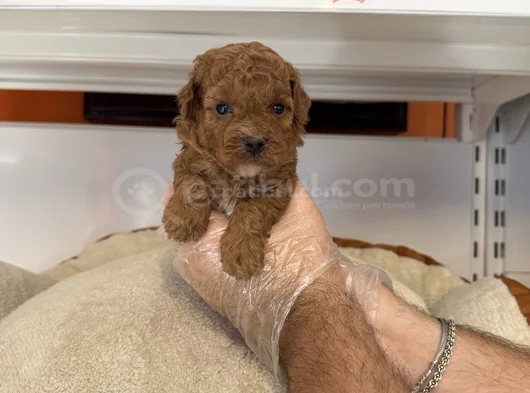 Gerçek Tea Cup Red Toy Poodle Yavrulari görsel