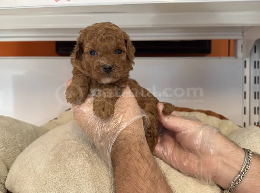 Gerçek Tea Cup Red Toy Poodle Yavrulari görsel