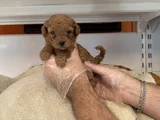 Gerçek Tea Cup Red Toy Poodle Yavrulari