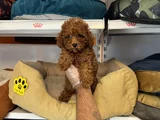 Gerçek Red Browne Toy Poodle Yavrulari