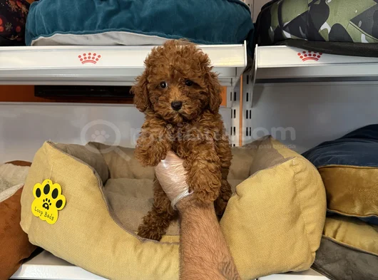 Gerçek Red Browne Toy Poodle Yavrulari görsel