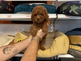 Gerçek Red Browne Toy Poodle Yavrulari
