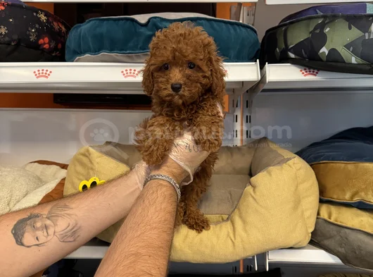Gerçek Red Browne Toy Poodle Yavrulari görsel