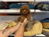Gerçek Red Browne Toy Poodle Yavrulari