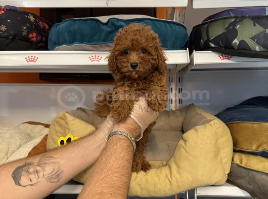Gerçek Red Browne Toy Poodle Yavrulari görsel