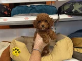 Gerçek Red Browne Toy Poodle Yavrulari
