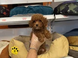 Gerçek Red Browne Toy Poodle Yavrulari