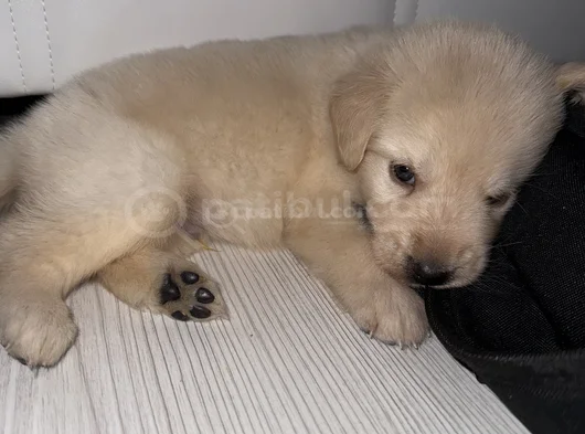 55 Günlük Yavru Acil Sahiplendirilecek  görsel