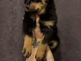 Macar Rotweiller Yavrularım