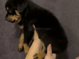 Macar Rotweiller Yavrularım