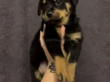 Macar Rotweiller Yavrularım