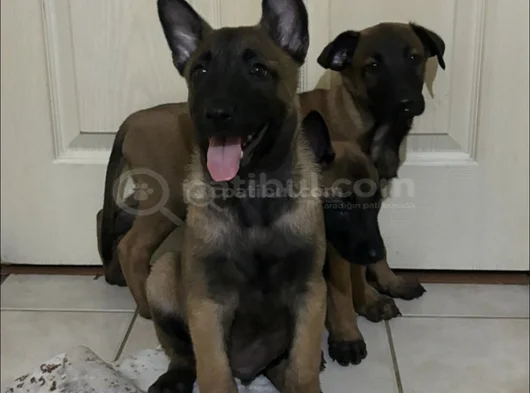 Safkan Belçika Malinois Yavrular görsel