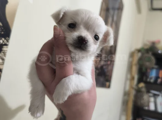 Teacup Kilo Garantili Chihuahua Yavrular