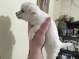 Teacup Kilo Garantili Chihuahua Yavrular