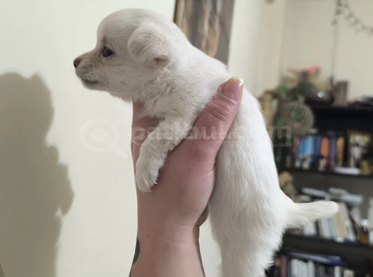 Teacup Kilo Garantili Chihuahua Yavrular görsel