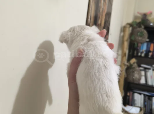 Teacup Kilo Garantili Chihuahua Yavrular görsel