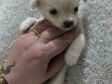 Teacup Kilo Garantili Chihuahua Yavrular