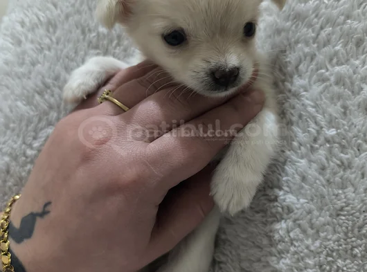 Teacup Kilo Garantili Chihuahua Yavrular görsel