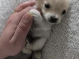 Teacup Kilo Garantili Chihuahua Yavrular