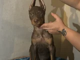 King Doberman yavrularım