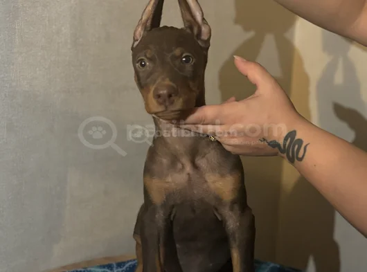 King Doberman Yavrularım