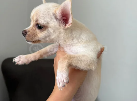 Çok Sevimli Ve Sağlıklı Chihuahua Yavruları görsel