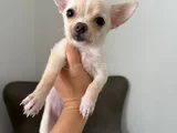 Çok Sevimli Ve Sağlıklı Chihuahua Yavruları