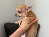 Çok Sevimli ve Sağlıklı Chihuahua Yavruları