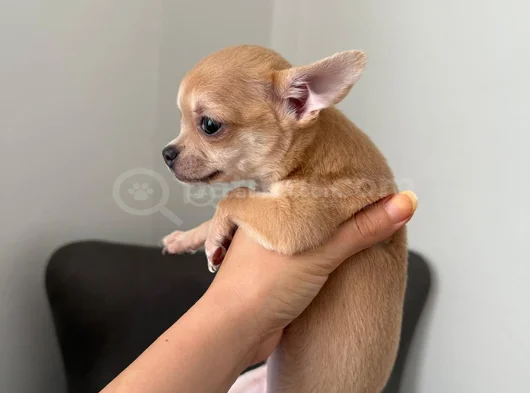 Çok Sevimli Ve Sağlıklı Chihuahua Yavruları