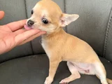 Çok Sevimli Ve Sağlıklı Chihuahua Yavruları