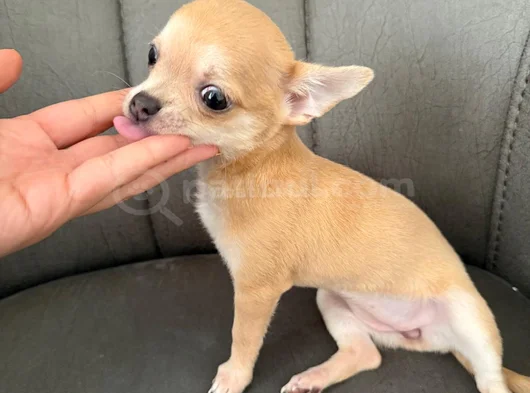 Çok Sevimli Ve Sağlıklı Chihuahua Yavruları görsel