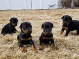 A Kalite Dişi Erkek Doberman Yavrularımız