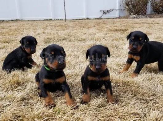 A Kalite Dişi Erkek Doberman Yavrularımız görsel