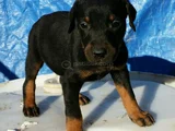 A Kalite Dişi Erkek Doberman Yavrularımız
