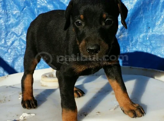 A Kalite Dişi Erkek Doberman Yavrularımız görsel