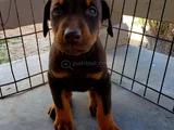 A Kalite Dişi Erkek Doberman Yavrularımız
